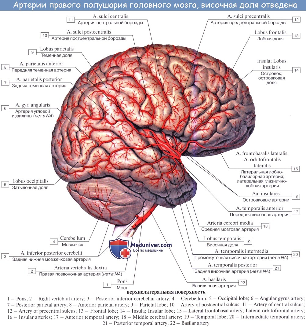 Мозговые артерии латынь. Кровоснабжение затылочной доли головного мозга. Кровоснабжения лобной доли головного мозга. Кровоснабжение мозга вены мозга. Артерии твердой мозговой оболочки.