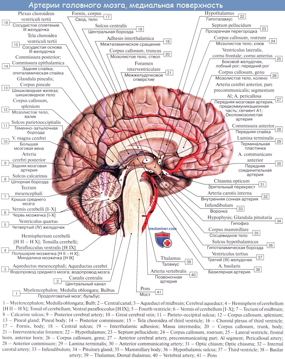 Латинское название мозга. Медиально Сагиттальный разрез мозга. Строение головного мозга Сагиттальный разрез. Отделы головного мозга на сагиттальном срезе. Сагиттальный срез мозга латынь.