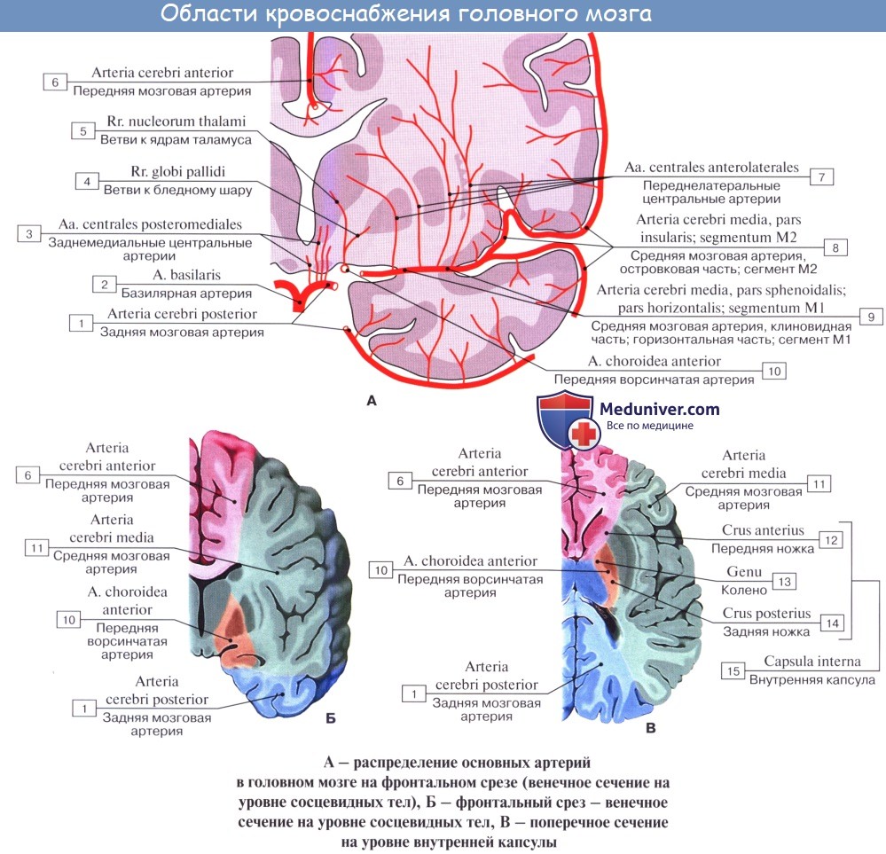 Анатомия: Сосуды головного мозга. Кровоснабжение головного мозга. Артерии головного мозга
