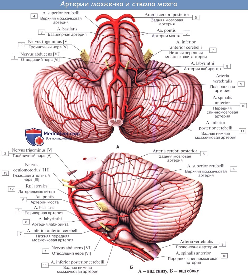 Анатомия: Сосуды головного мозга. Кровоснабжение головного мозга. Артерии головного мозга