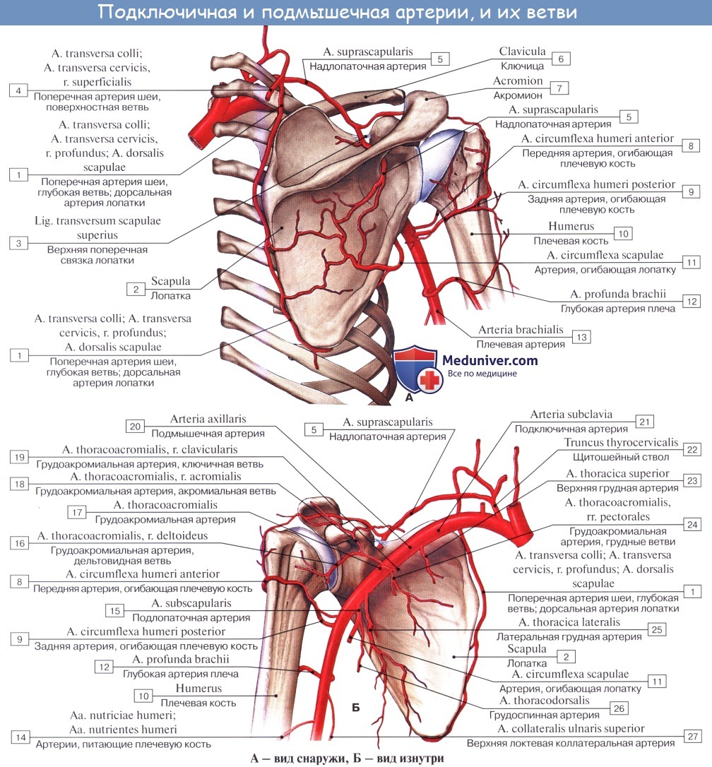Анатомия: Подмышечная артерия, a. axillaris. Ветви подмышечной артерии