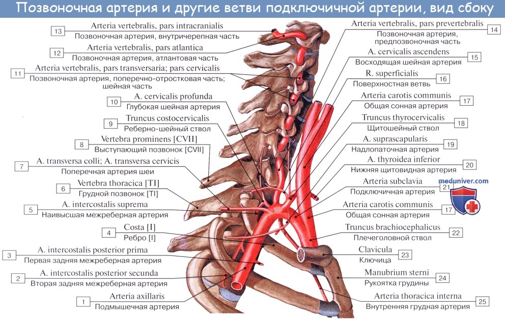 Анатомия: Подключичная артерия, a. subclavia. Ветви первого отдела подключичной артерии: позвоночная артерия, щитошейный ствол, внутренняя грудная артерия и Вилизиев круг