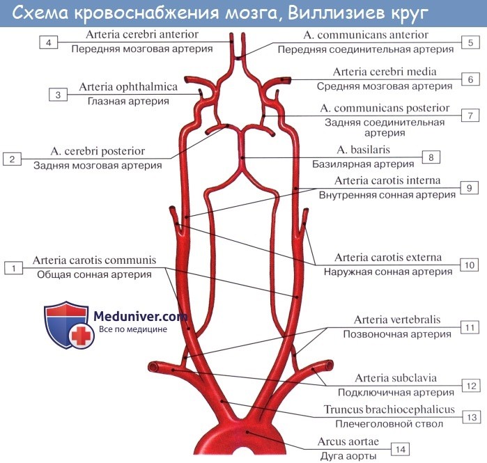 Анатомия: Подключичная артерия, a. subclavia. Ветви первого отдела подключичной артерии: позвоночная артерия, щитошейный ствол, внутренняя грудная артерия и Вилизиев круг