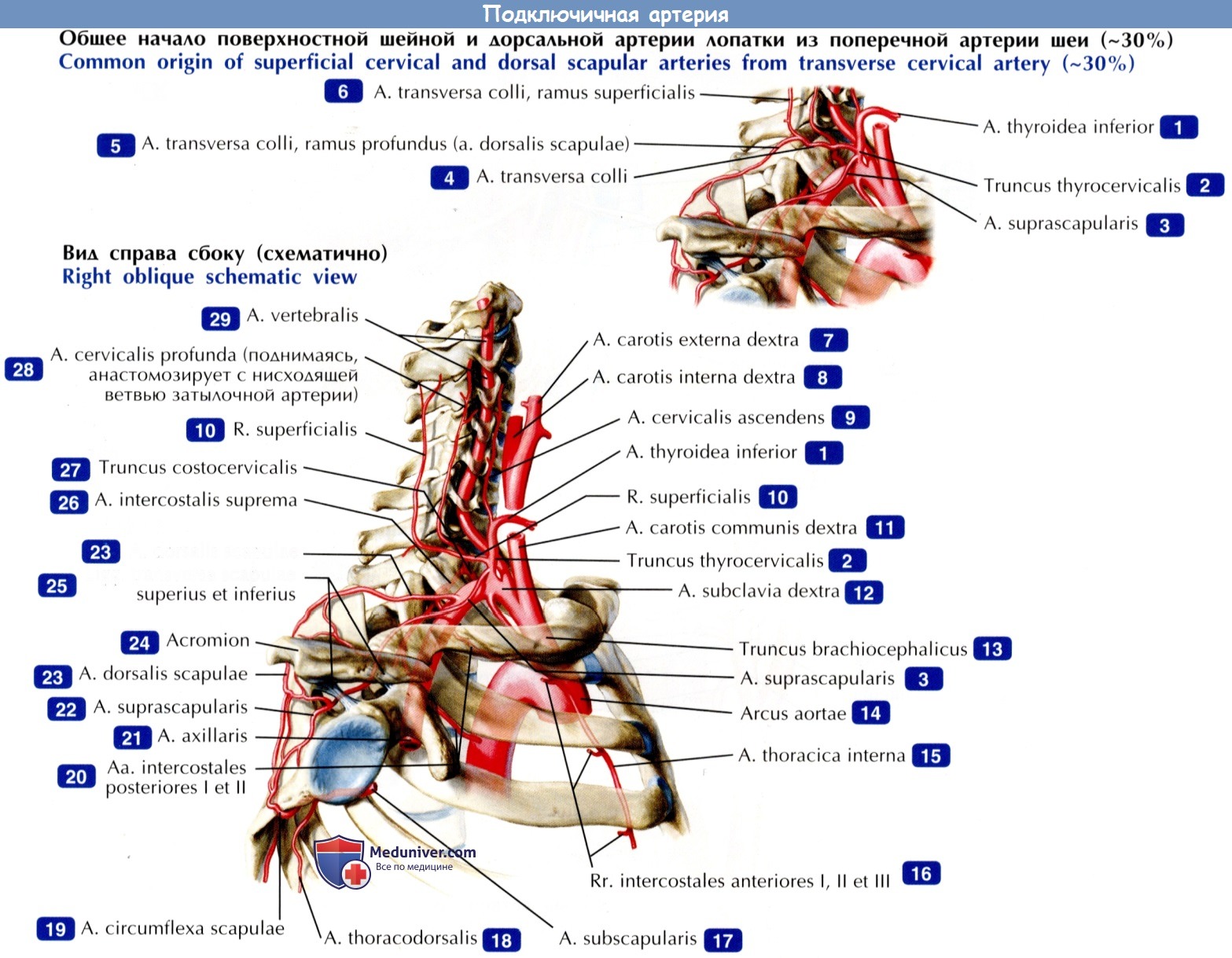 Подключичная артерия - по атласу анатомии