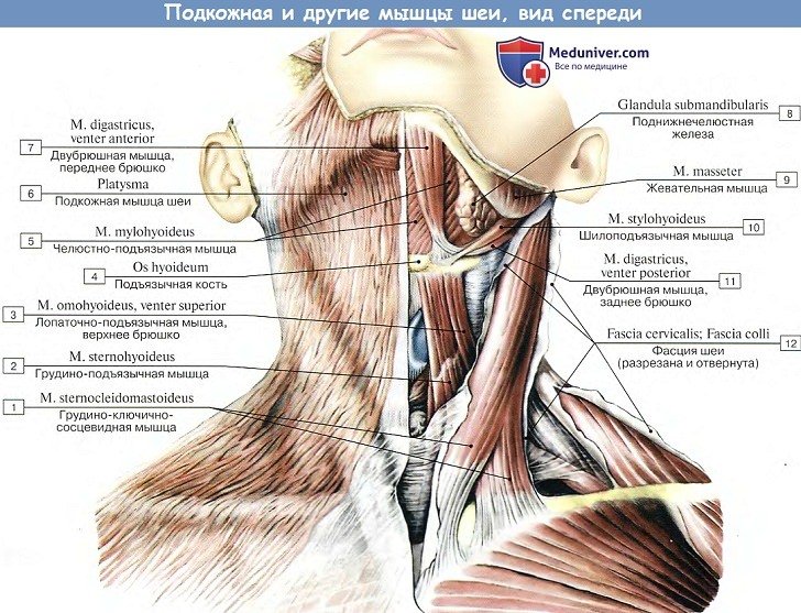 Анатомия: Подкожная и другие мышцы шеи