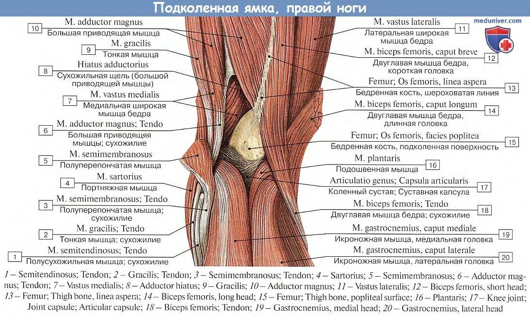 Гунтеров канал. Подколенная ямка топографическая анатомия. Мышцы нижней конечности топографическая анатомия. Топография подколенной ямки. Мышцы коленного сустава топографическая анатомия.