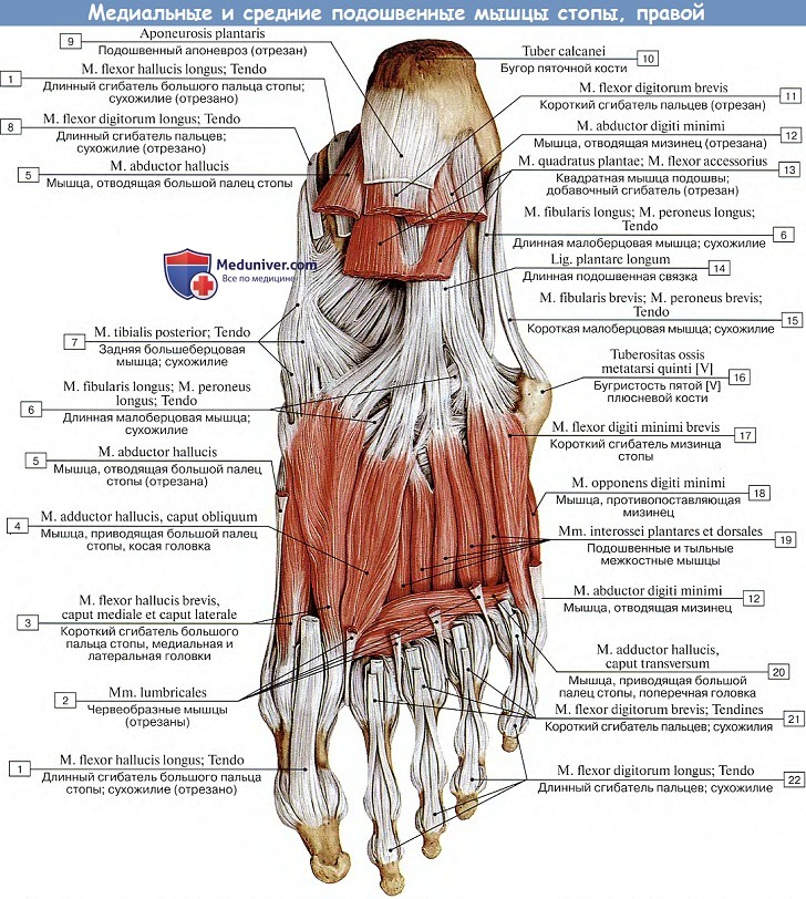 Анатомия: Подошвенные мышцы стопы