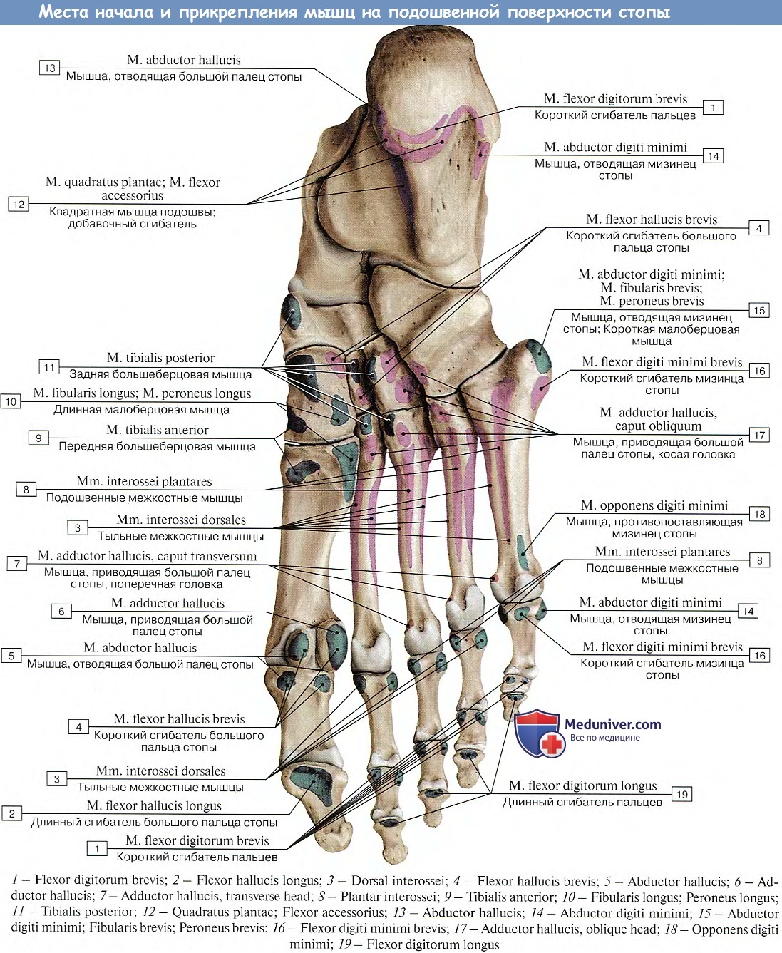 Строение стопы анатомия. Кости стопы строение анатомия на латыни. Мышцы стопы снизу анатомия. Строение стопы анатомия латынь. Мышцы подошвенной поверхности стопы анатомия.