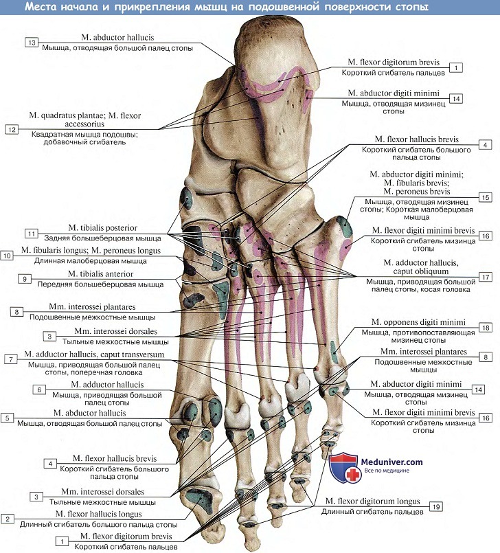 Анатомия: Подошвенные мышцы стопы