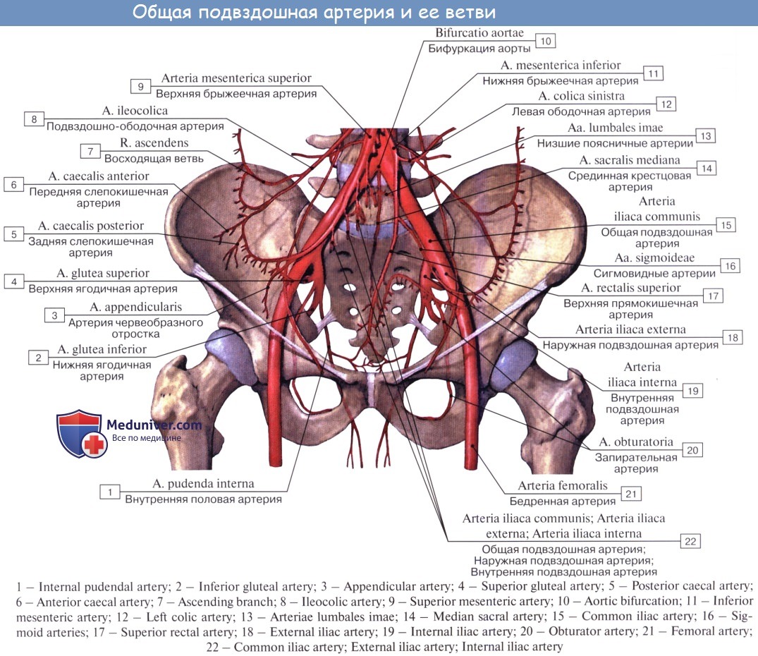 Iliaca Iliaca