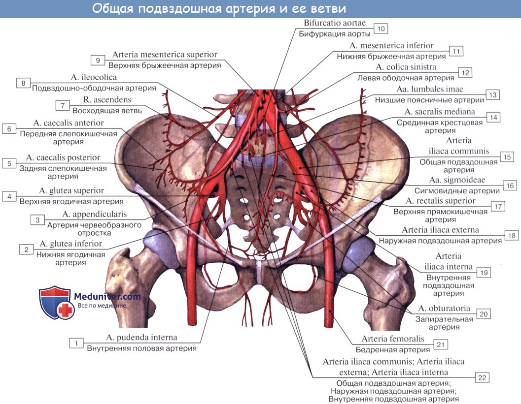 Анатомия: Общая подвздошная артерия, a. iliaca communis