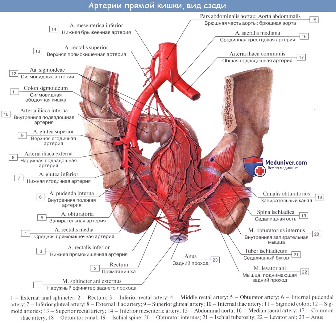 Внутренняя подвздошная артерия анатомия