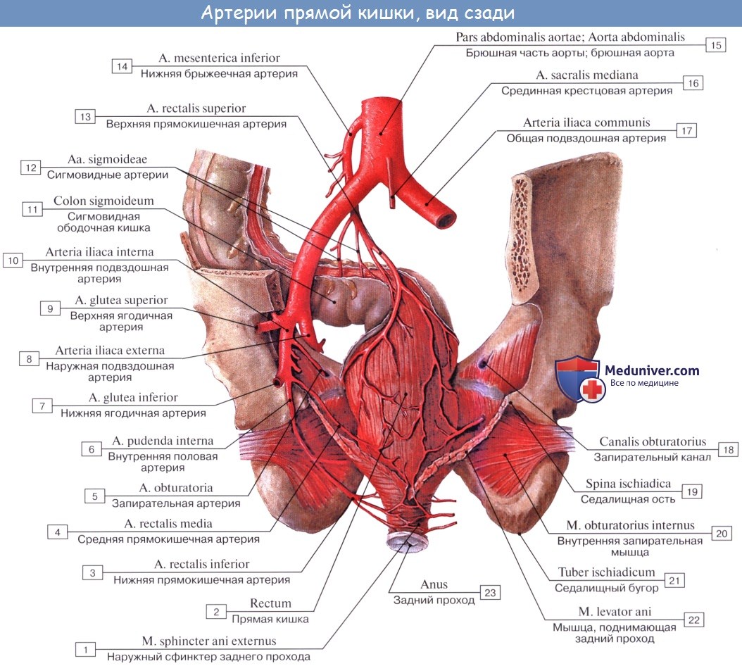 Анатомия: Внутренняя подвздошная артерия, a. iliaca interna. Пристеночные ветви внутренней подвздошной артерии