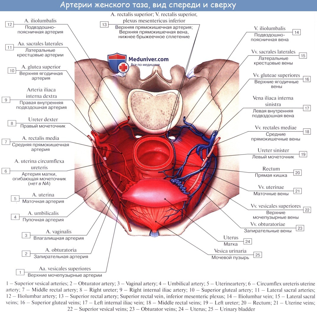 Верхняя средняя и нижняя прямокишечная артерия