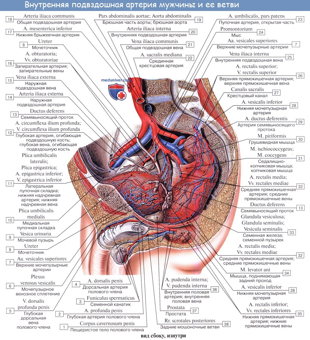 Анатомия: Сосуды (кровоснабжение), нервы (иннервация) и лимфатический отток от полового члена