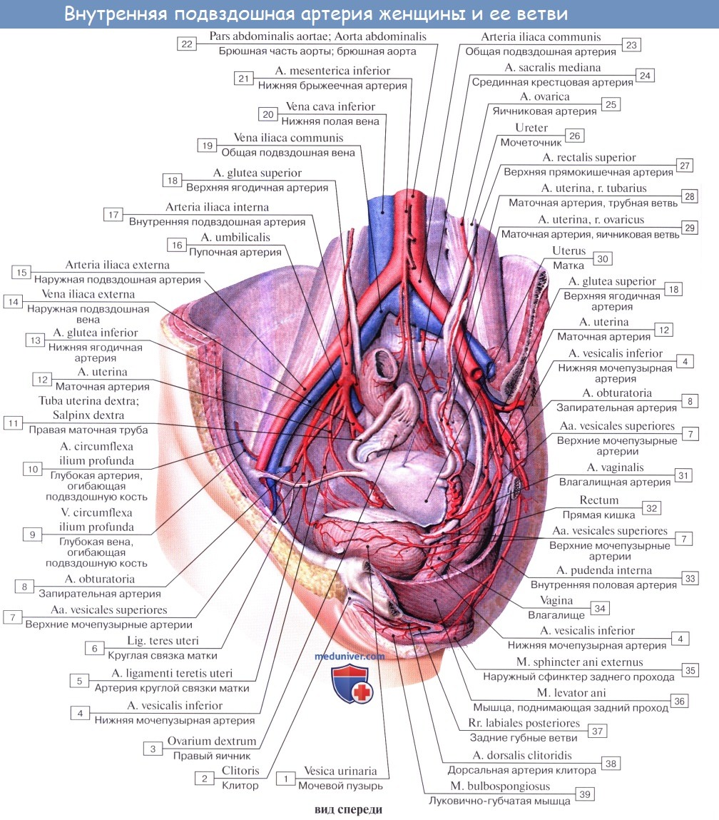 Анатомия: Сосуды (кровоснабжение), лимфатический отток от влагалища. Нервы (иннервация) влагалища