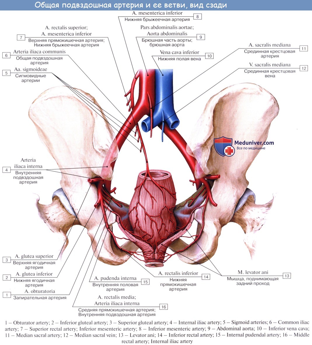 Правая подвздошная артерия. Ветви внутренней подвздошной артерии анатомия. Правые внутренние подвздошные артерия и Вена. Подвздошные артерии медунивер. Подвздошно-поясничная артерия латынь.