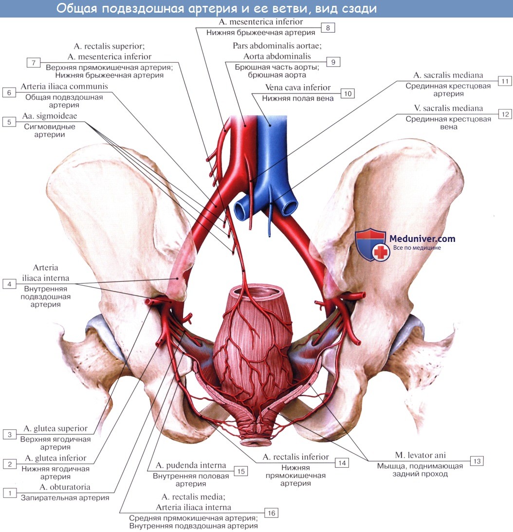 Анатомия: Общая подвздошная артерия, a. iliaca communis