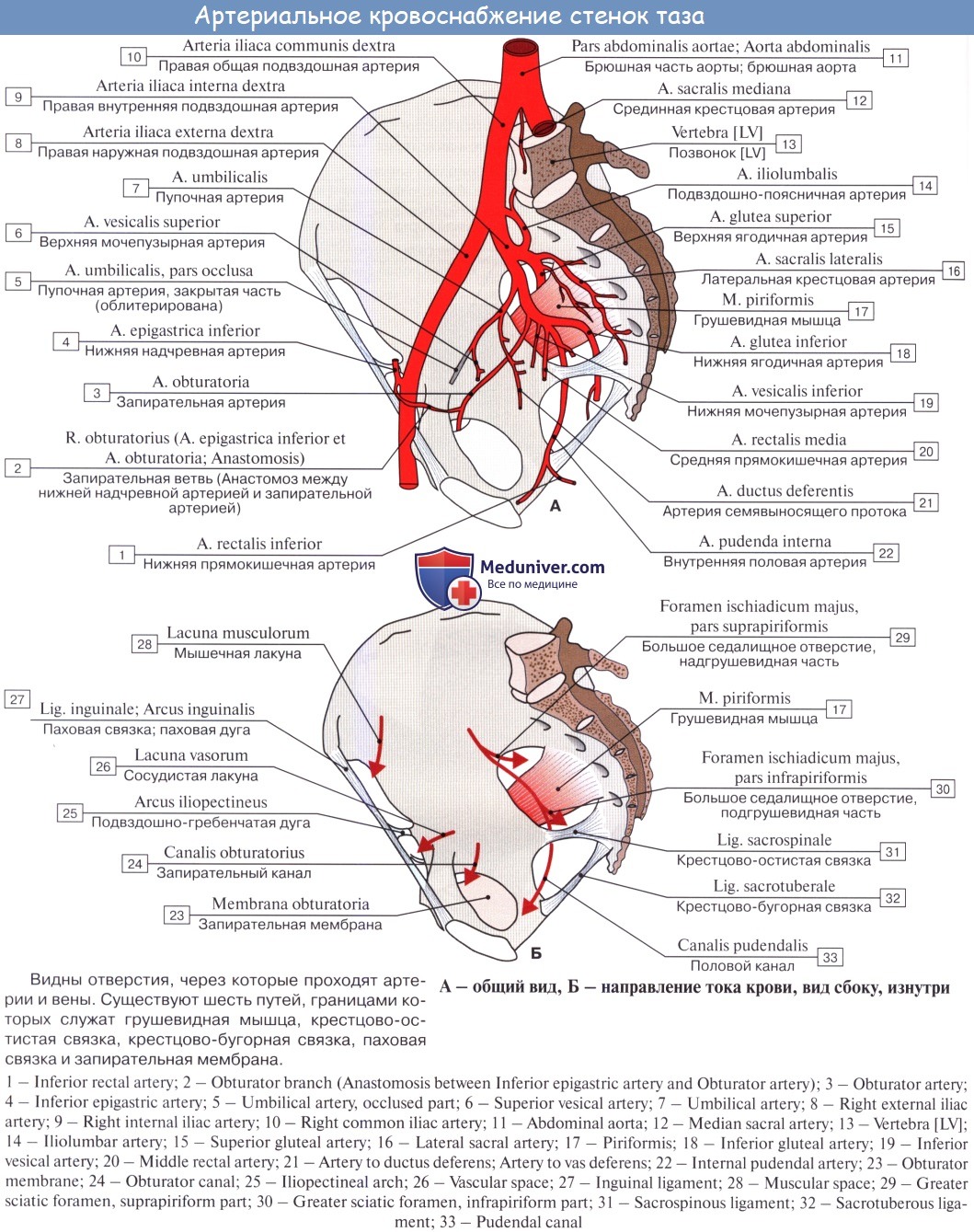 Ветви внутренней подвздошной артерии