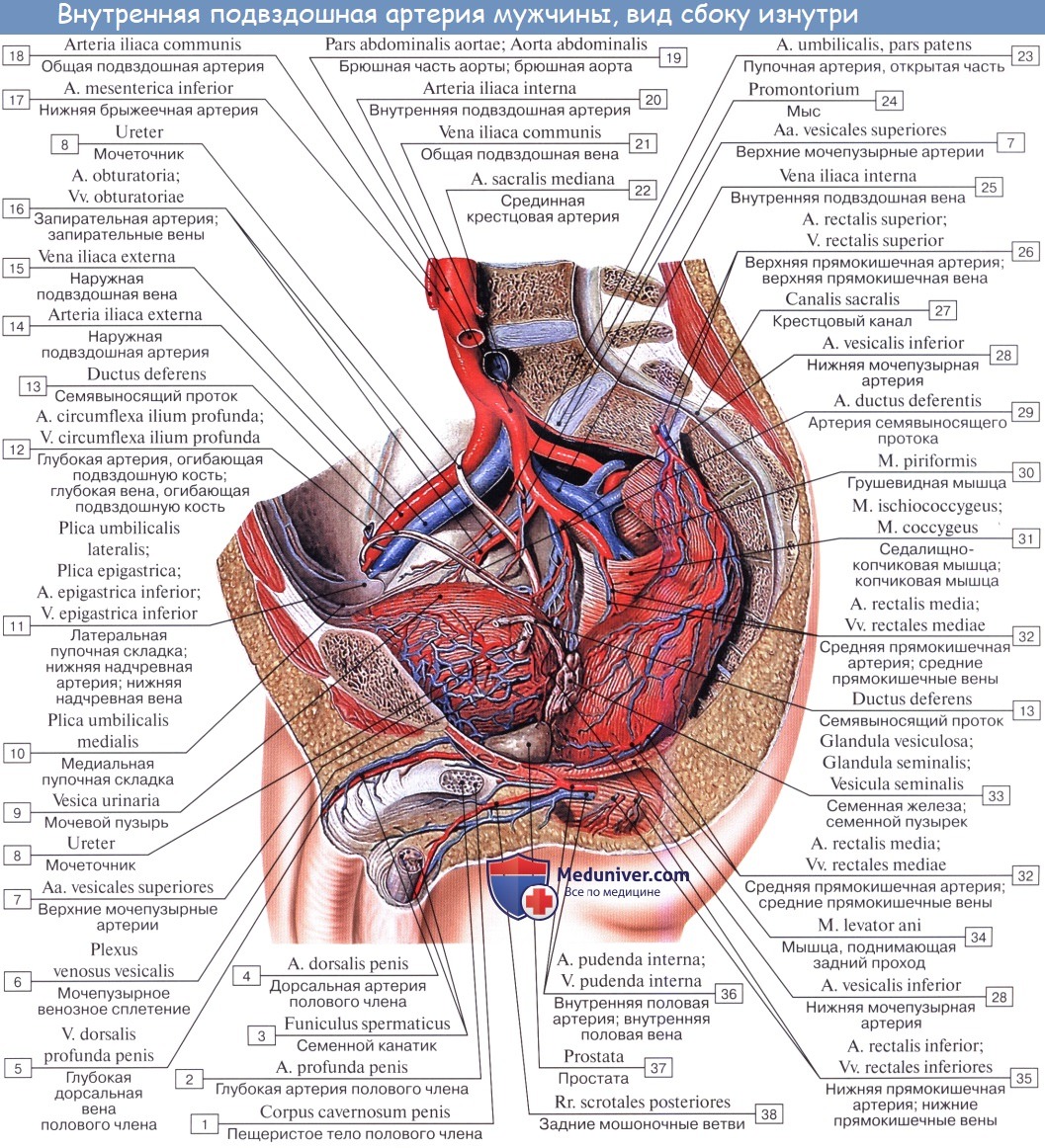 Анатомия: Наружная подвздошная артерия, a. iliaca externa. Ветви наружной подвздошной артерии