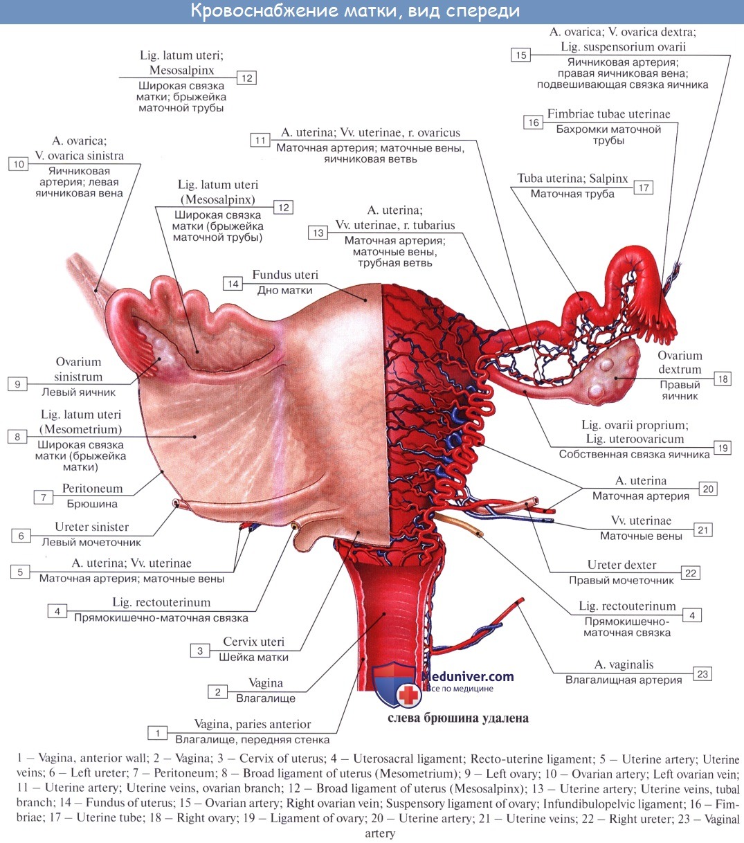 Анатомия маточной артерии топографическая