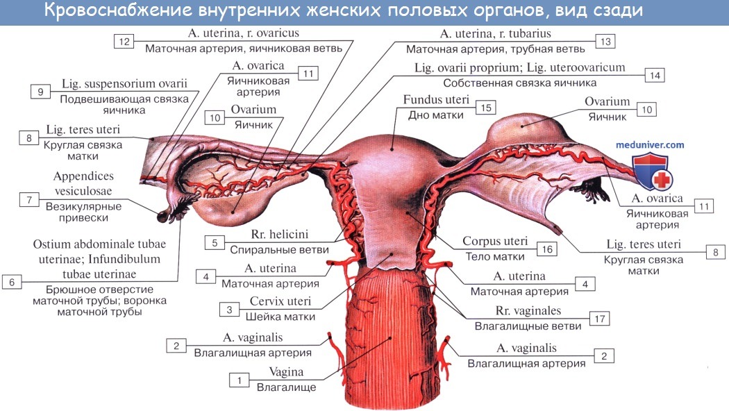 Анатомия: Внутренняя подвздошная артерия, a. iliaca interna. Пристеночные ветви внутренней подвздошной артерии