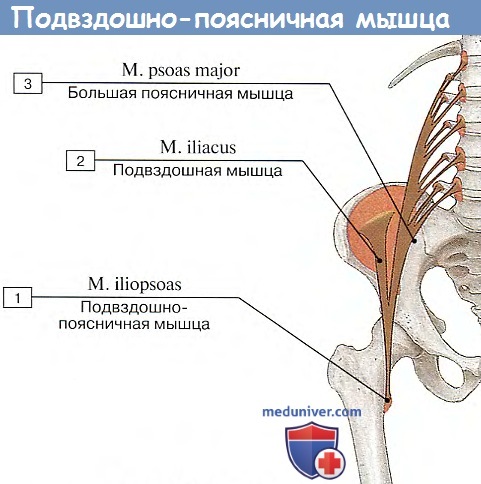 Анатомия: Подвздошно-поясничная мышца