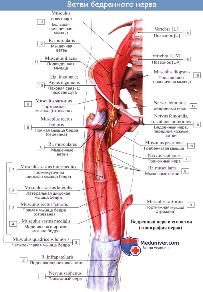 Анатомия: Пояснично-крестцовое сплетение, plexus lumbosacralis. Поясничное сплетение, plexus lumbalis. Ветви поясничного сплетения