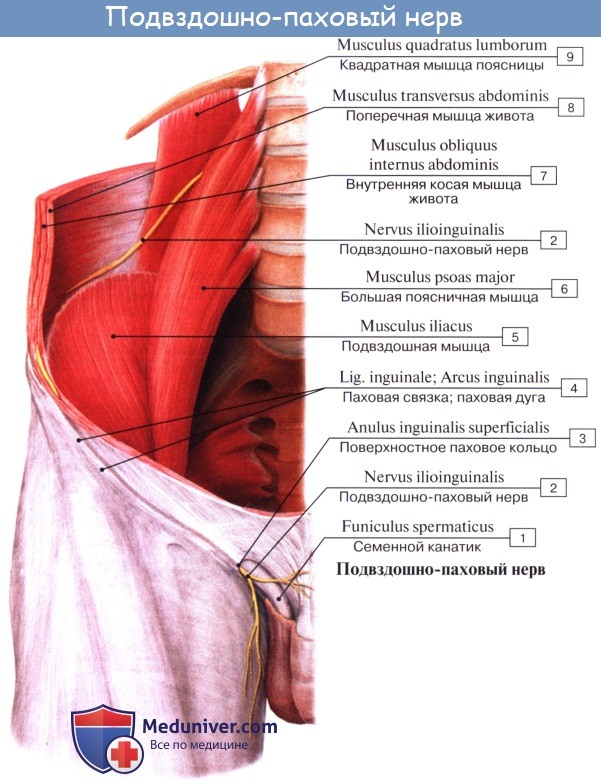 Анатомия: Пояснично-крестцовое сплетение, plexus lumbosacralis. Поясничное сплетение, plexus lumbalis. Ветви поясничного сплетения