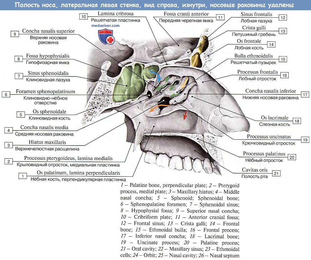 Лобные латынь. Воздухоносные пазухи черепа анатомия. Структура кости носовой раковины. Костный скелет полости носа. Верхняя и средняя носовые раковины структуры кости.