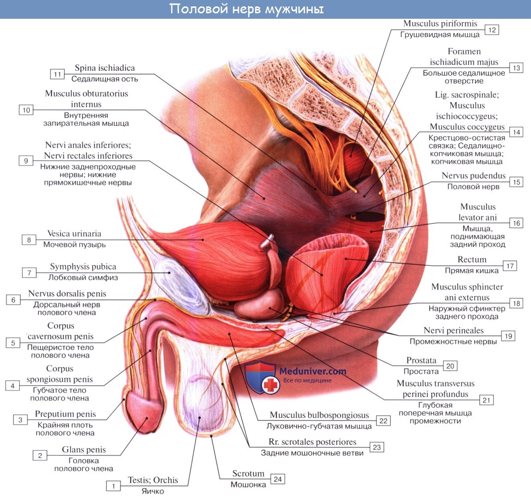 Анатомия: Сосуды (кровоснабжение), лимфатический отток от промежности. Нервы (иннервация) промежности