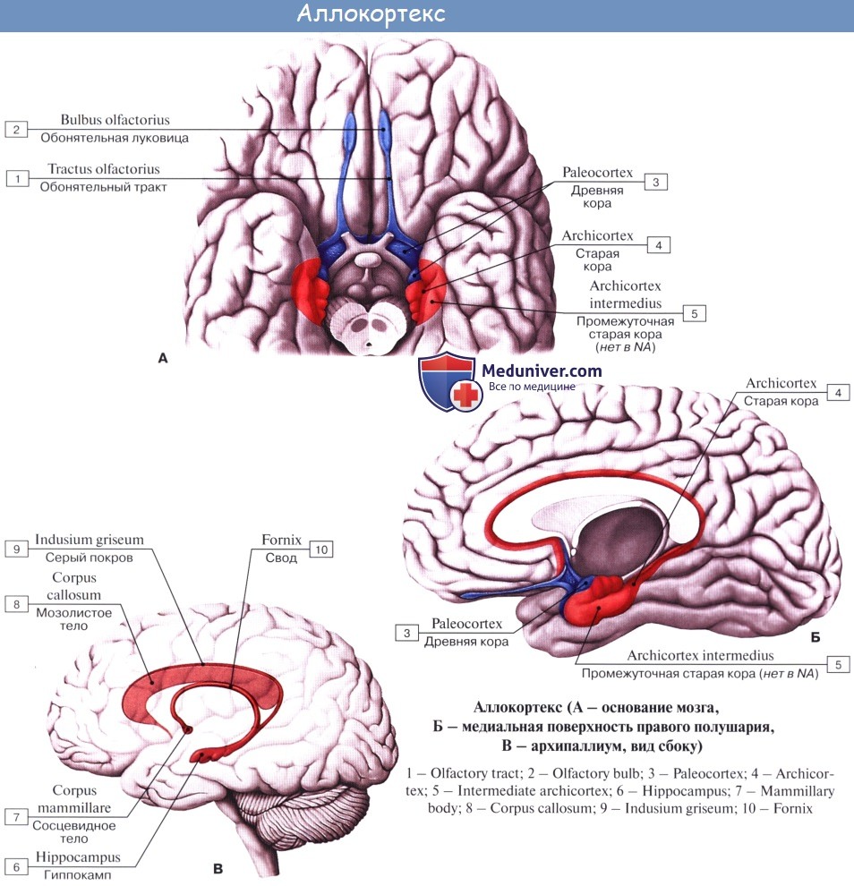 Анатомия: Обонятельный мозг, rhinencephalon.