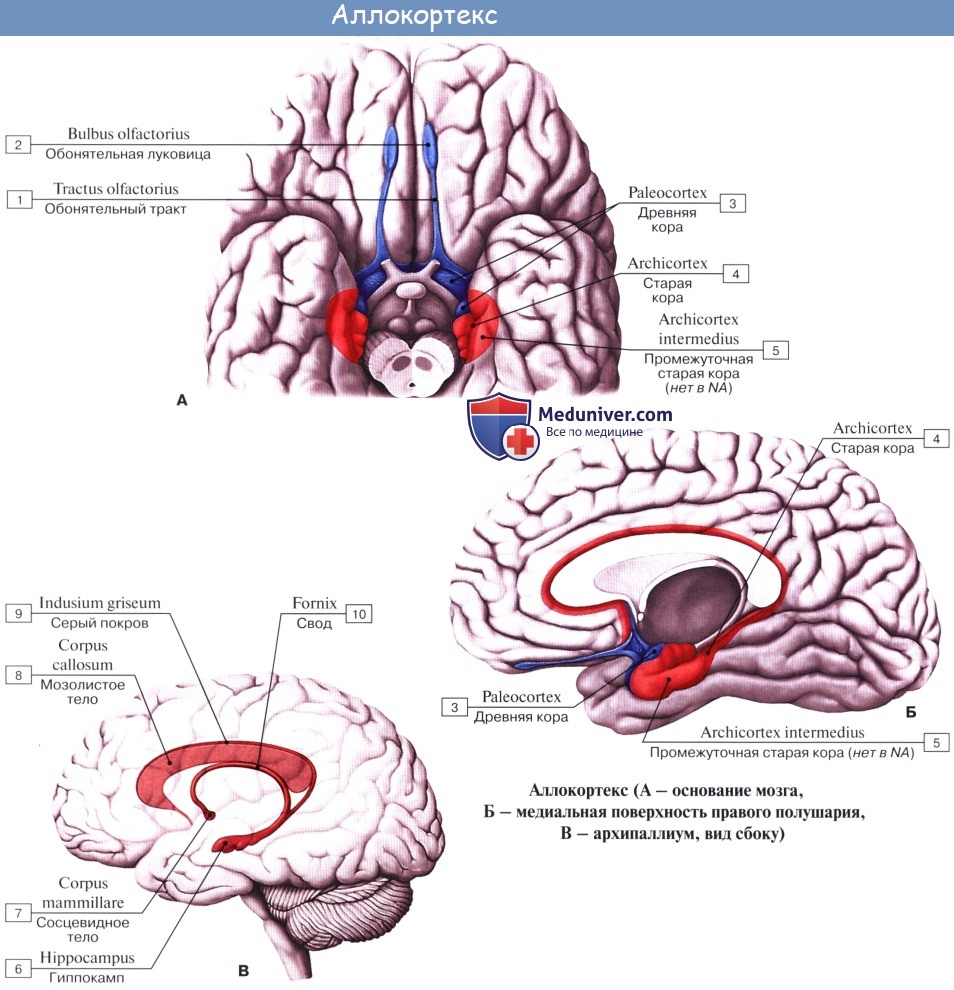 Анатомия: Обонятельный мозг, rhinencephalon