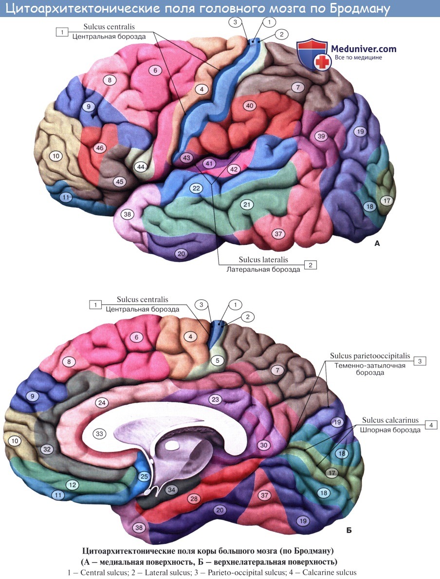 Анатомия: Морфологические основы динамической локализации функций в коре  полушарий большого мозга (центры мозговой коры).