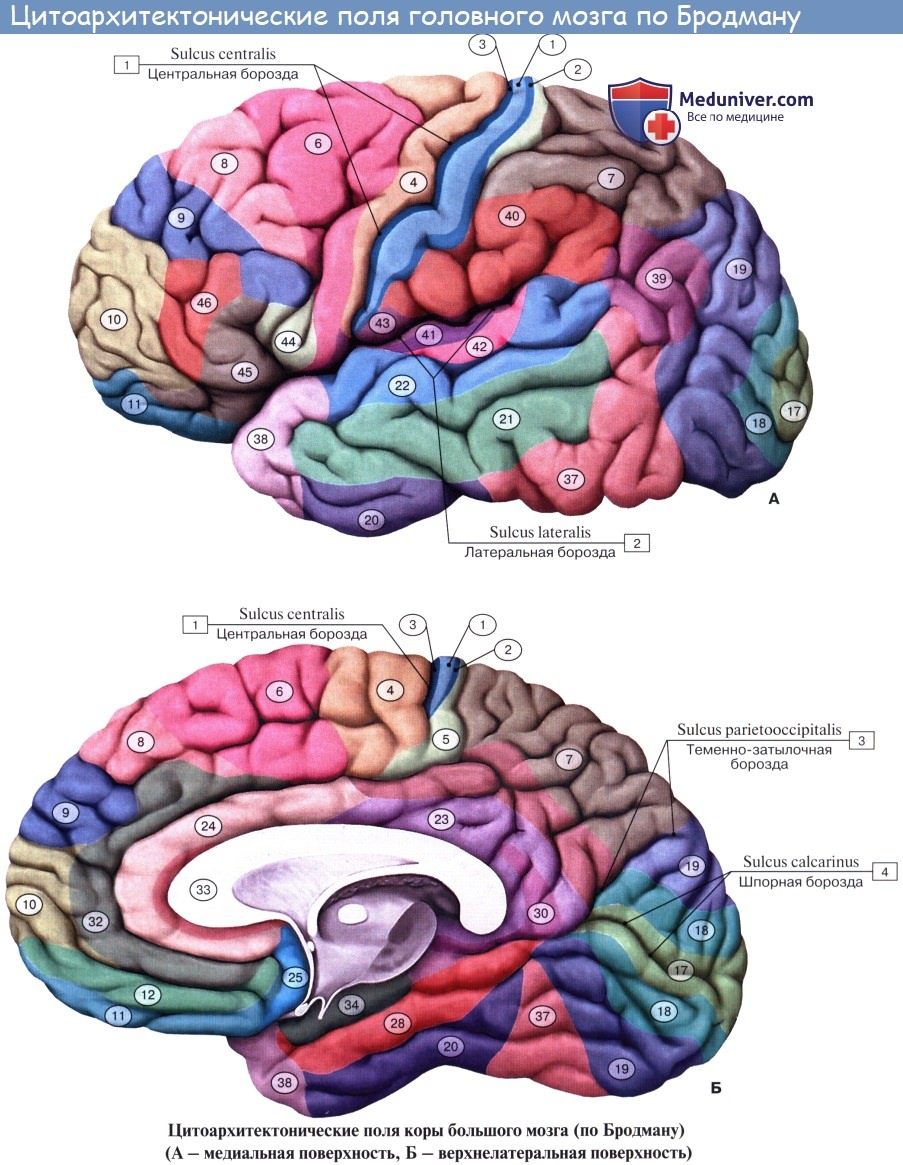 Морфологические основы динамической локализации функций в коре полушарий большого мозга (центры мозговой коры)