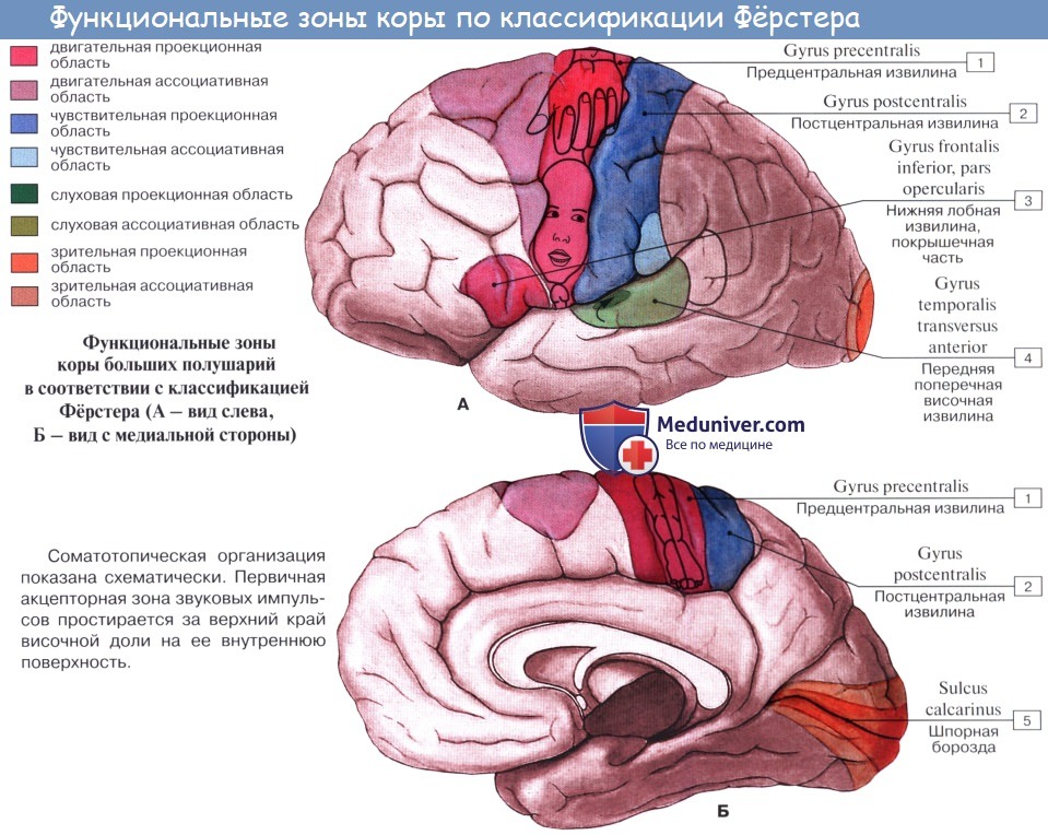 Значение извилин головного мозга. Локализация корковых центров 1 и 2 сигнальных систем.. Корковые центры коры головного мозга. Локализация ядер анализаторов в коре головного мозга. Корковые концы анализаторов головного мозга.