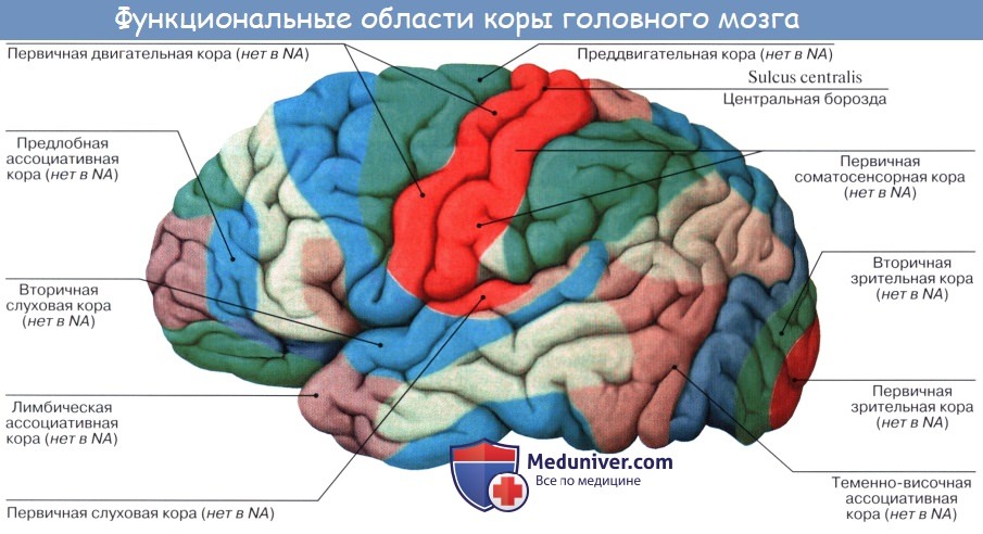 Кожно мышечная зона головного мозга. Локализация функциональных зон в коре головного мозга. Локализация основных функций коры больших полушарий. Центры коры больших полушарий головного мозга. Схема локализации функций в коре головного мозга.