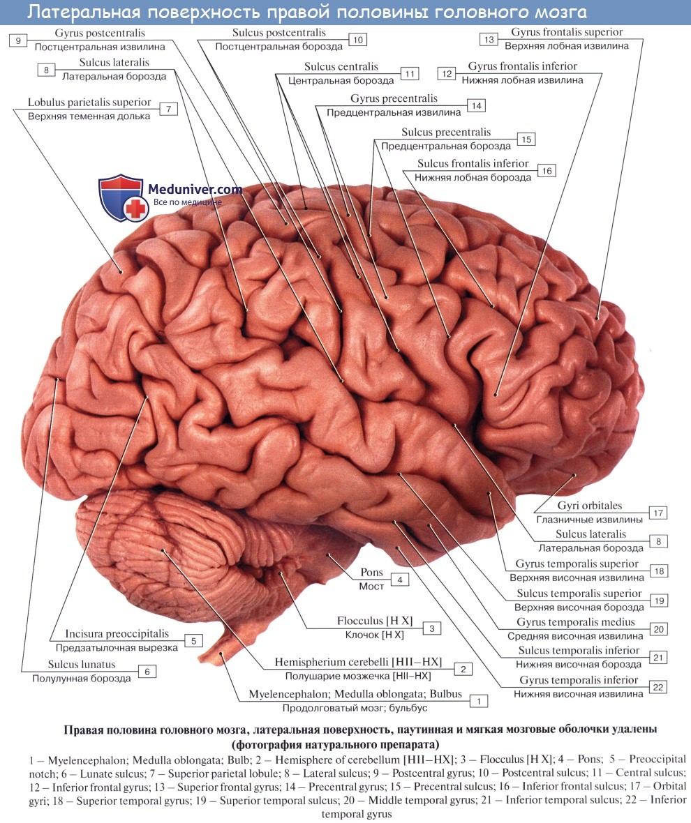 Анатомия: «Человеческие» признаки строения мозга. Признаки человеческого  мозга. Признаки мозга человека