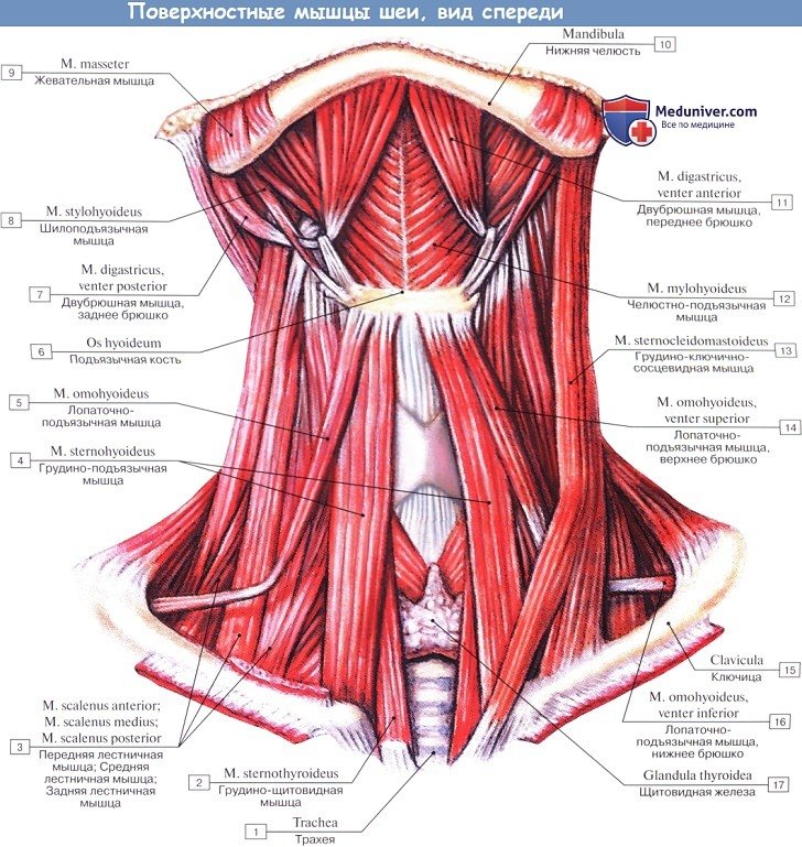 Анатомия: Поверхностные мышцы шеи