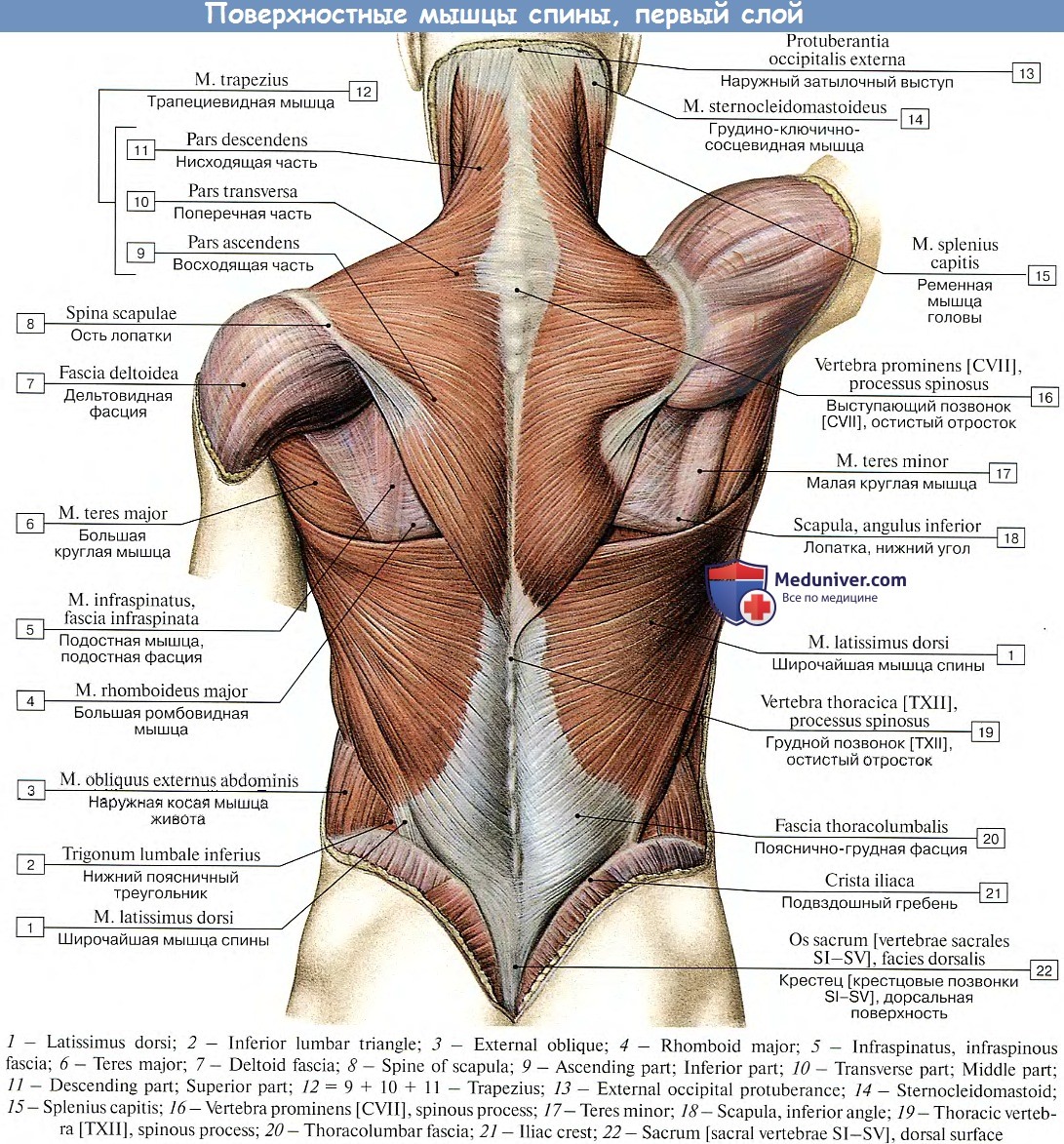 Анатомия : Поверхностные мышцы спины