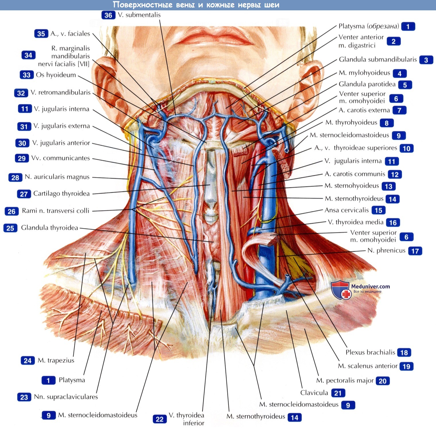 Поверхностные вены и кожные нервы шеи - по атласу анатомии
