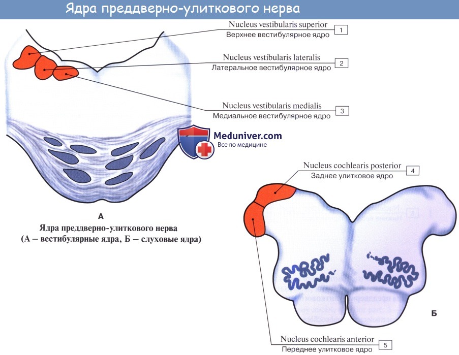 Анатомия: Преддверно-улитковый нерв (VIII пара, 8 пара черепных нервов), n. vestibulocochlearis
