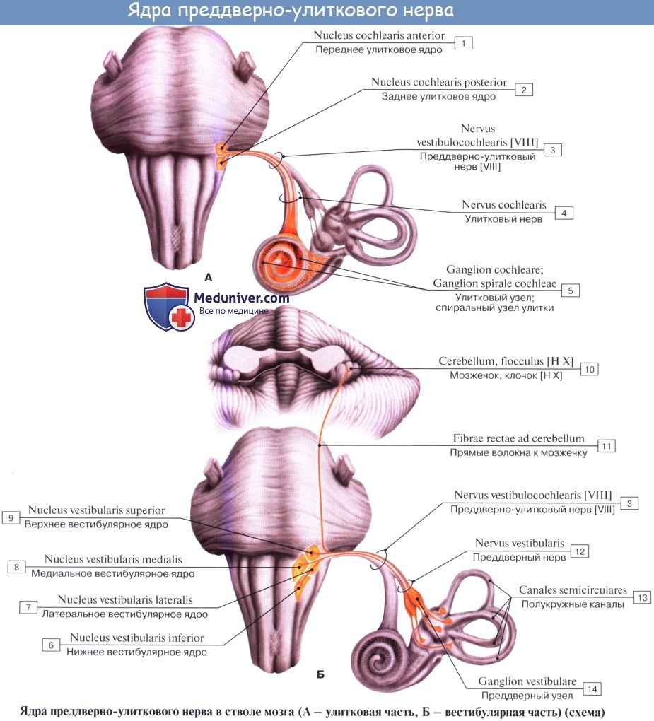 Анатомия: Преддверно-улитковый нерв (VIII пара, 8 пара черепных нервов), n. vestibulocochlearis