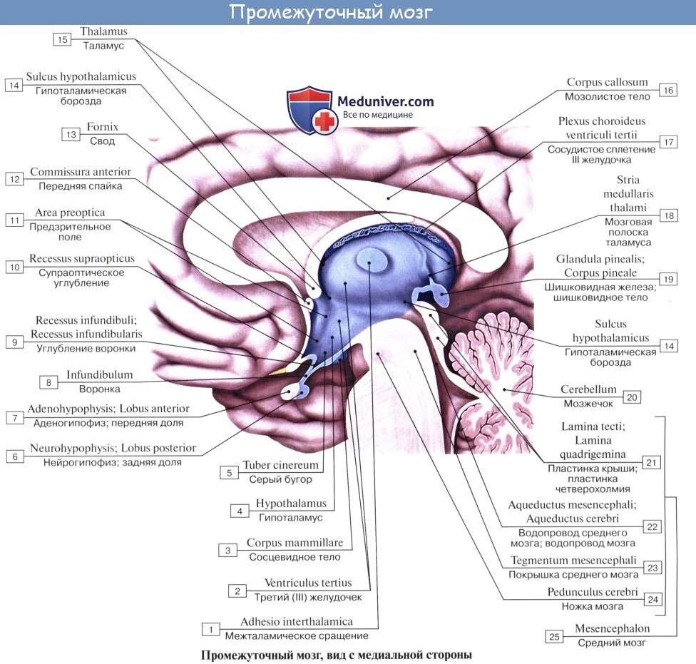 Анатомия: Промежуточный мозг, diencephalon
