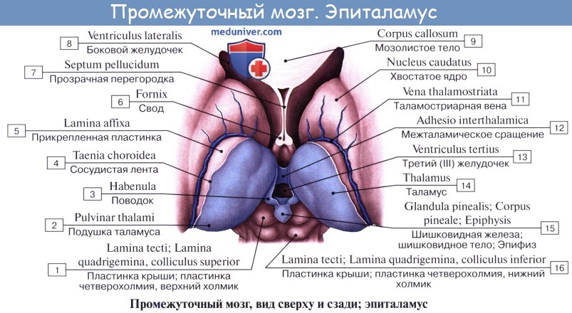 Анатомия: Таламус, thalamus. Строение таламуса. Ядра таламуса
