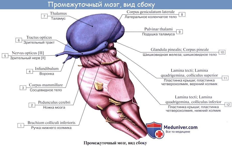 Анатомия: Метаталамус, metathalamus. Строение метаталамуса. Коленчатые тела. Функции и значение метаталамуса