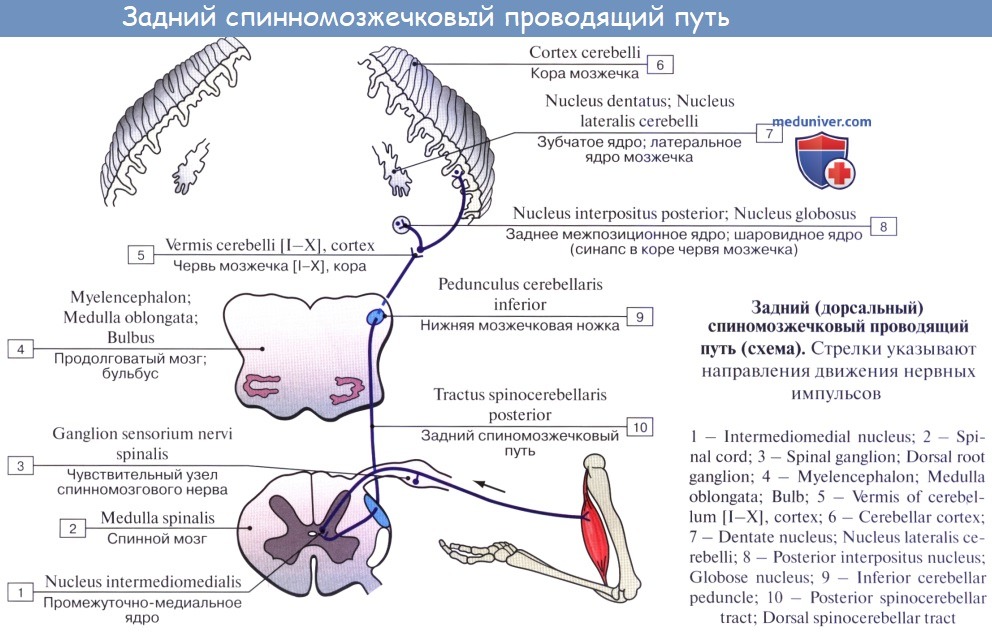 Блок схема проприоцептивного анализатора