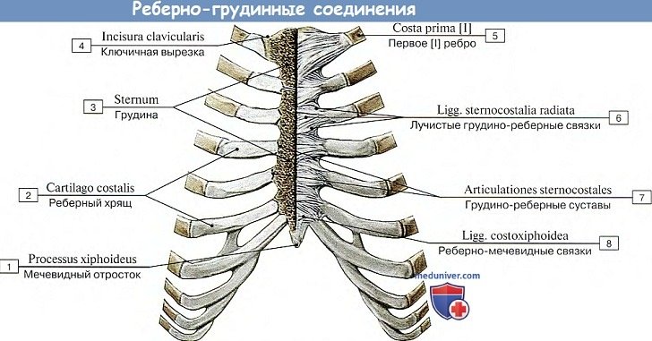 Анатомия: Соединения ребер с грудиной