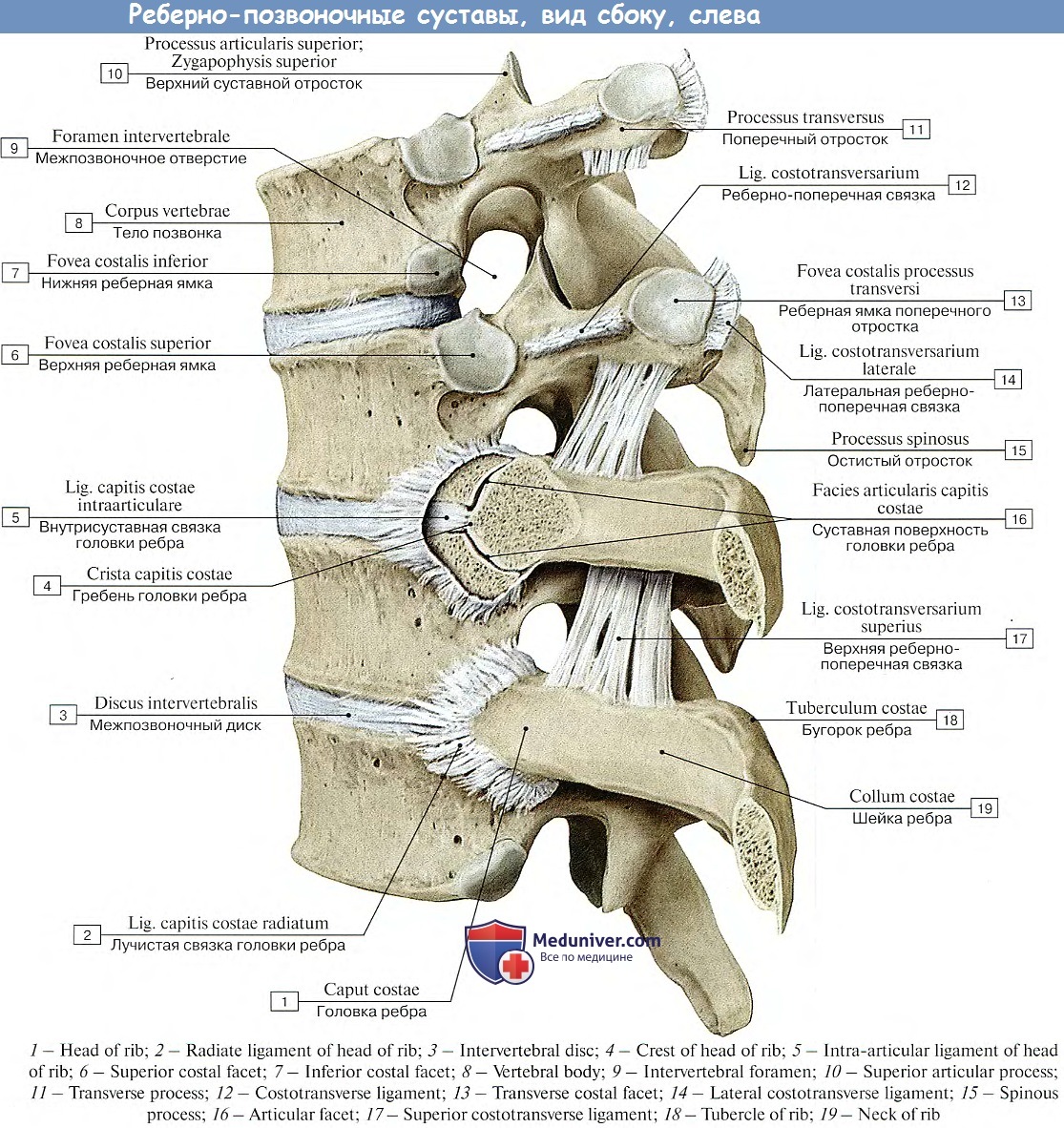 Соединения позвоночника суставы. Связки реберно позвоночных суставов вид сбоку. Связки реберно поперечного сустава. Реберно поперечный сустав анатомия. Суставы позвоночного столба анатомия.