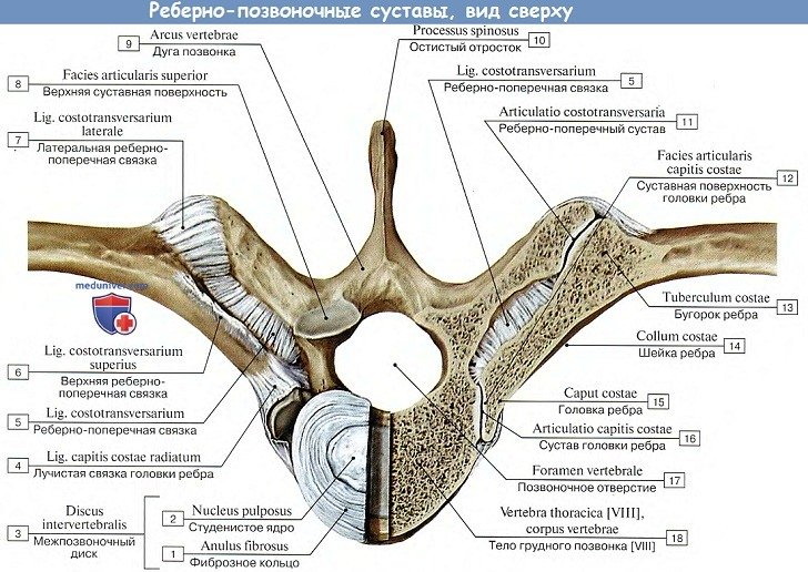 Анатомия: Реберно-позвоночные суставы